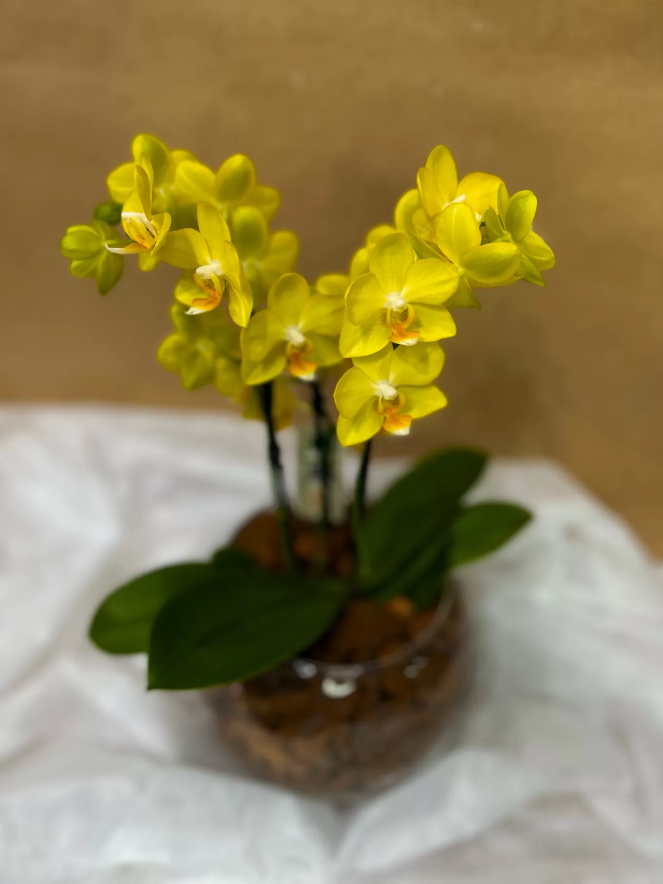 MINI ORQUÍDEA AMARELA NO AQUÁRIO DE VIDRO