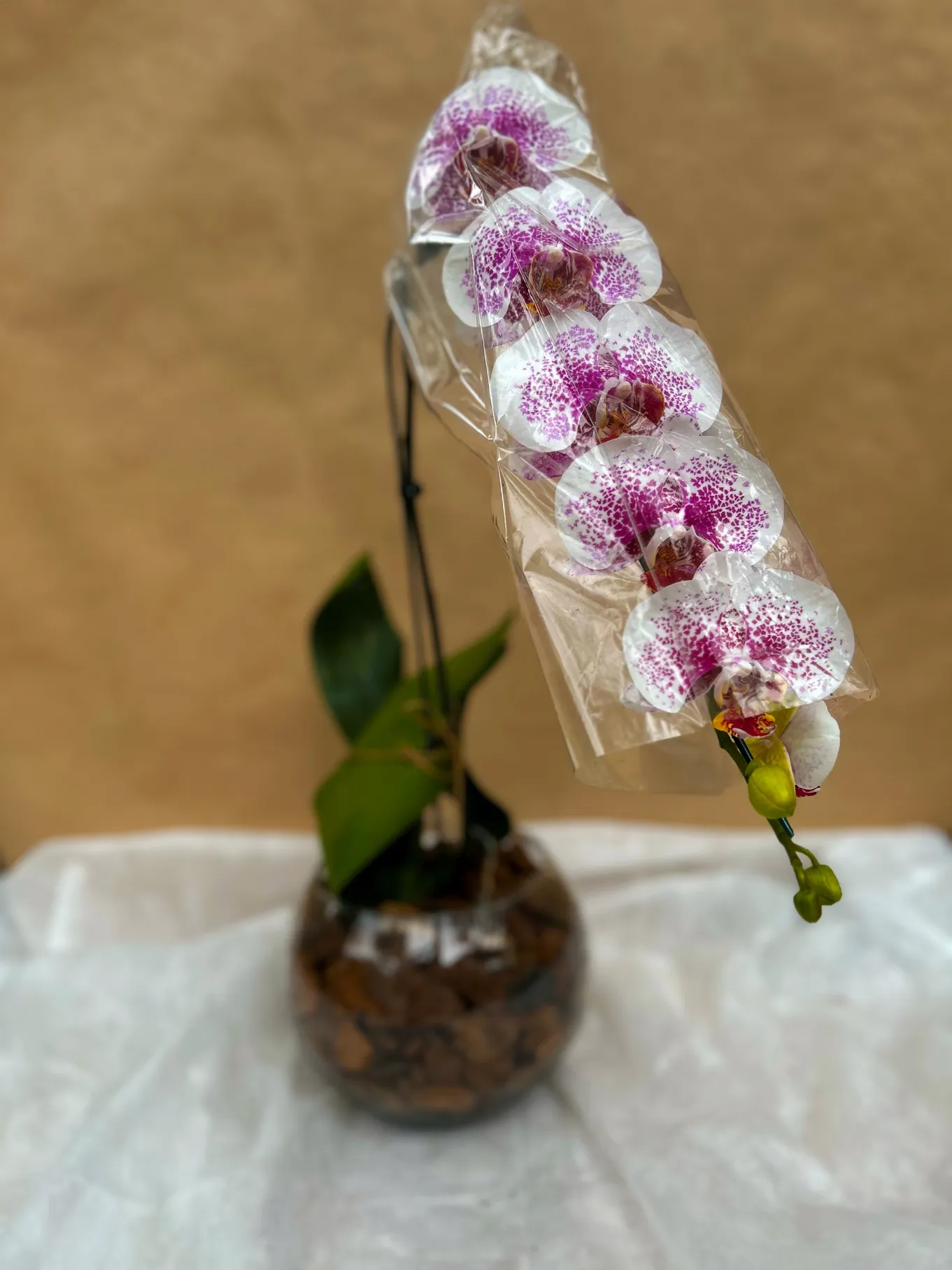 ORQUÍDEA EXÓTICA COM ÁSTER - Imagem 3