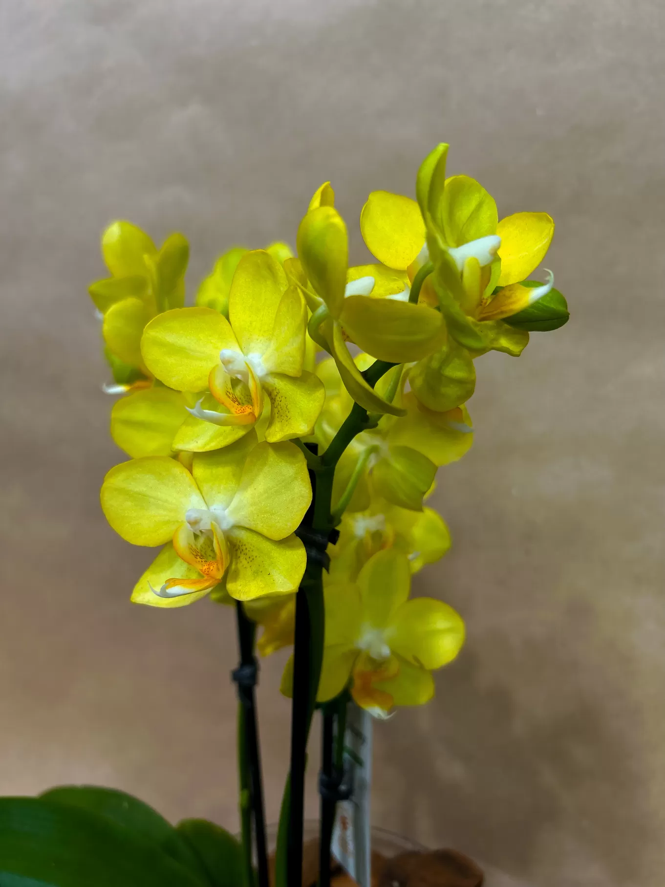 MINI ORQUÍDEA AMARELA NO AQUÁRIO DE VIDRO - Imagem 3