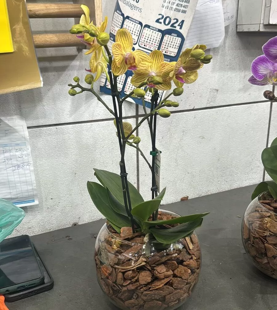 MINI ORQUIDEAS NO AQUÁRIO DE VIDRO - Imagem 4