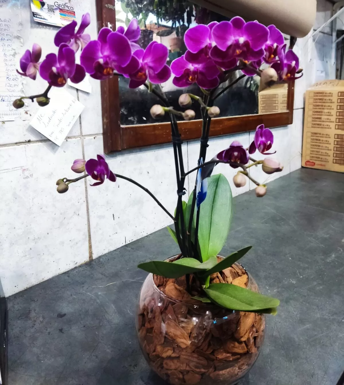 MINI ORQUIDEAS NO AQUÁRIO DE VIDRO - Imagem 3