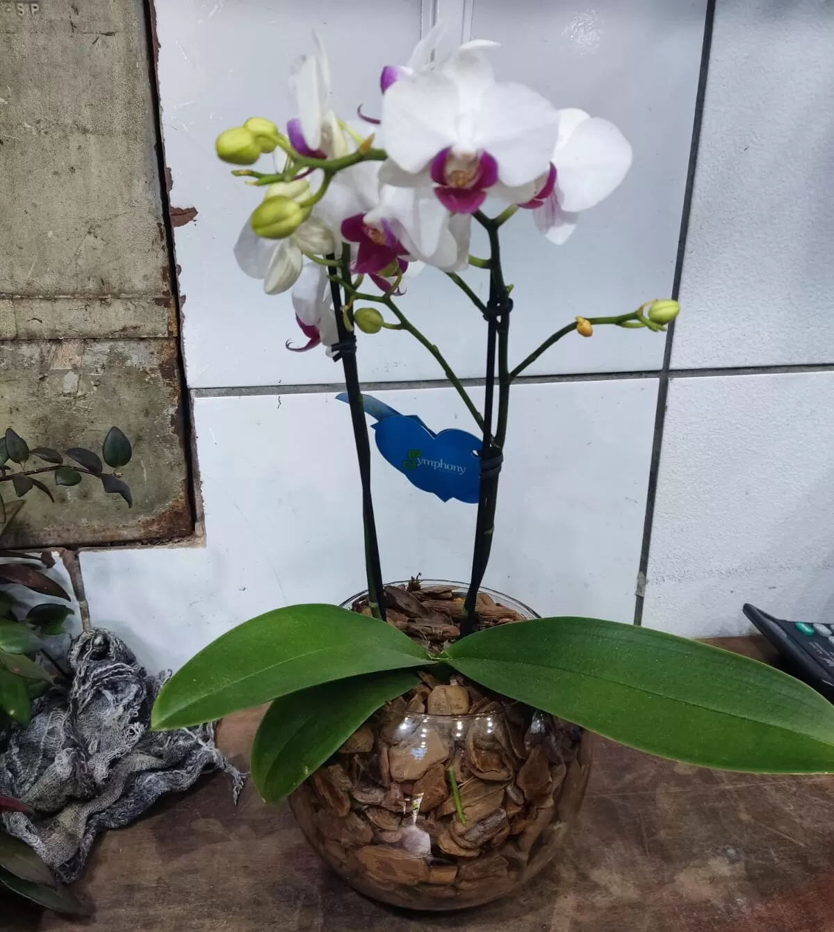 MINI ORQUIDEAS NO AQUÁRIO DE VIDRO - Imagem 5