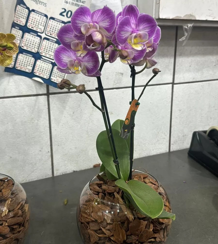 MINI ORQUIDEAS NO AQUÁRIO DE VIDRO - Imagem 2