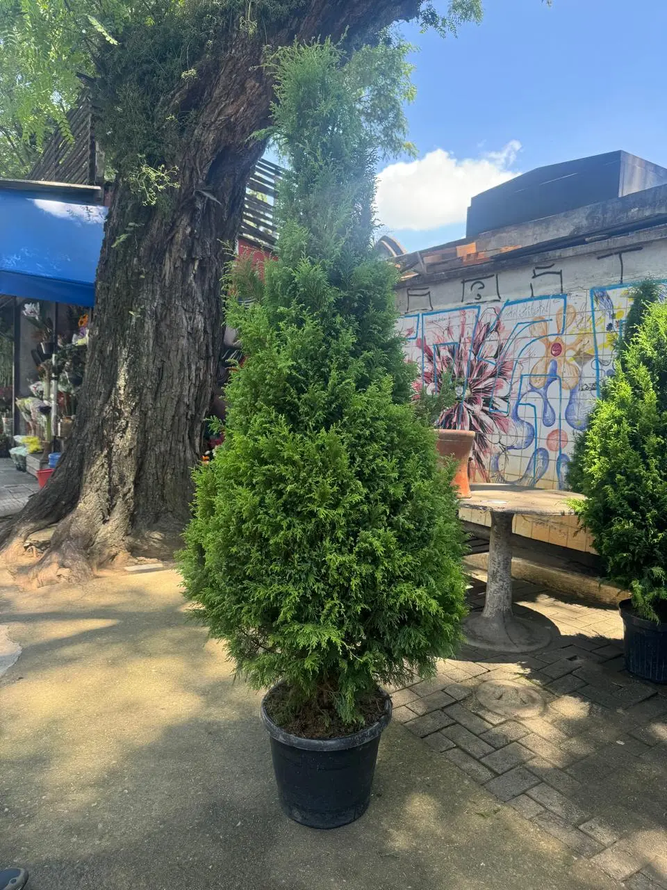 Árvore de Natal - 1,80m de altura