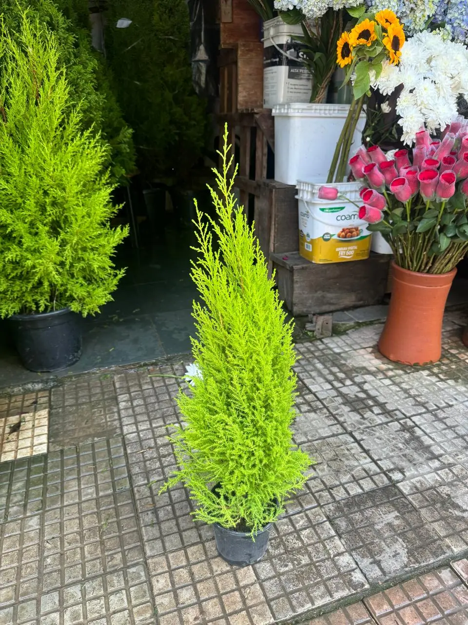 Thuia Limão Pequena - 80 centímetros