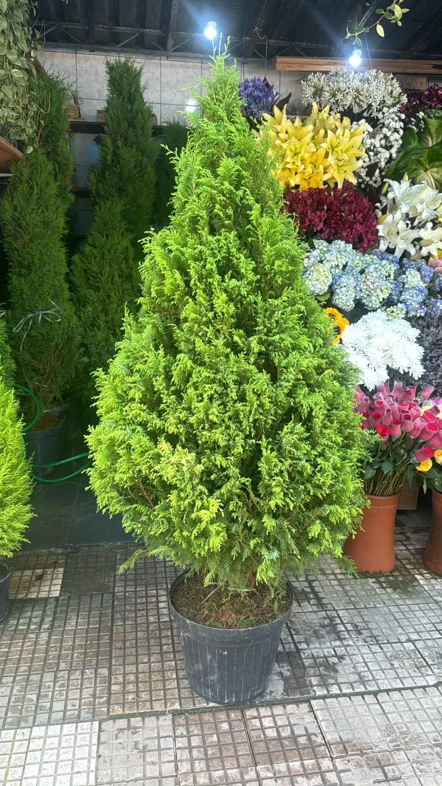 Árvore de Natal - 1,60m de altura