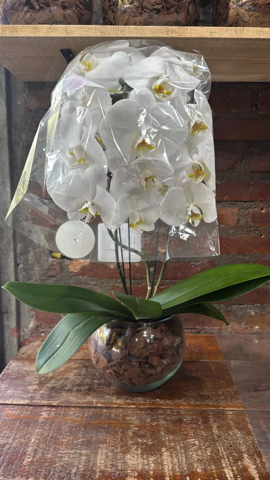 Orquídeas 3 hastes 14+ no vidro