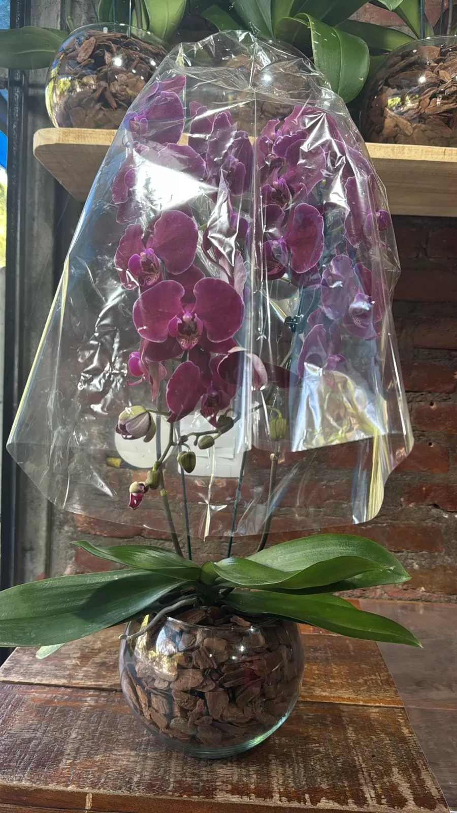 Orquídeas 2 hastes Fari 14+