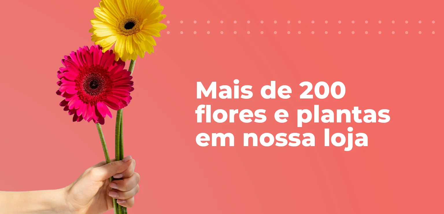 Bonfim Flores