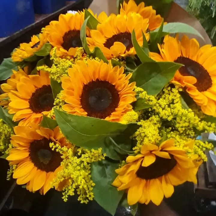 BUQUÊ DE GIRASSOL - Imagem 2