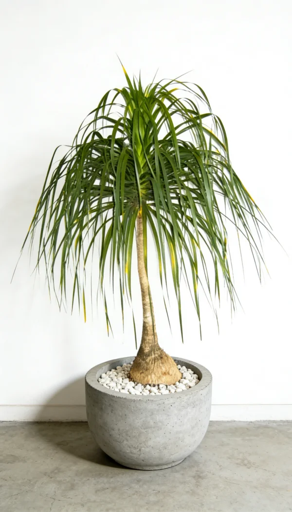 Planta Pata de Elefante