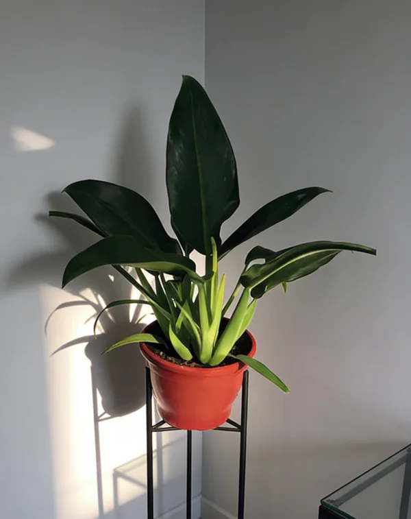 Planta Pacová