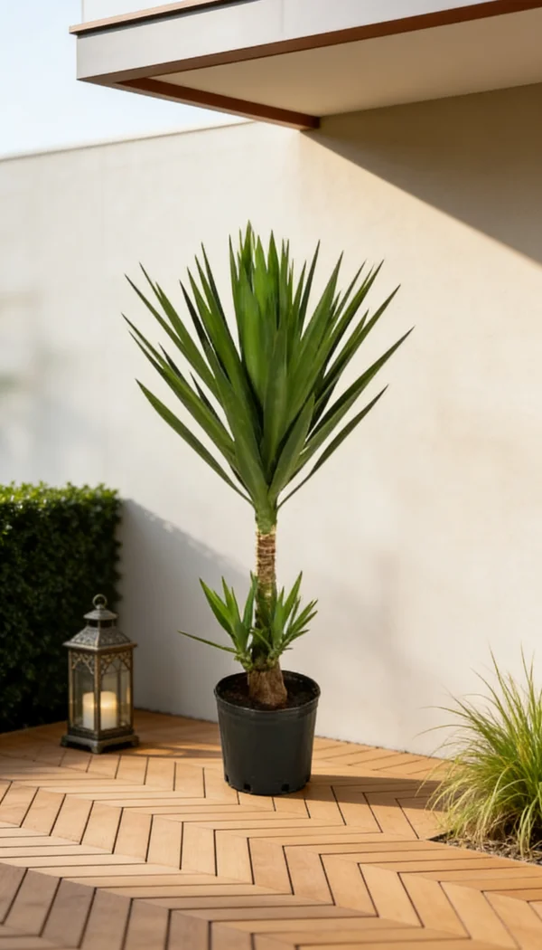 Planta Iúca