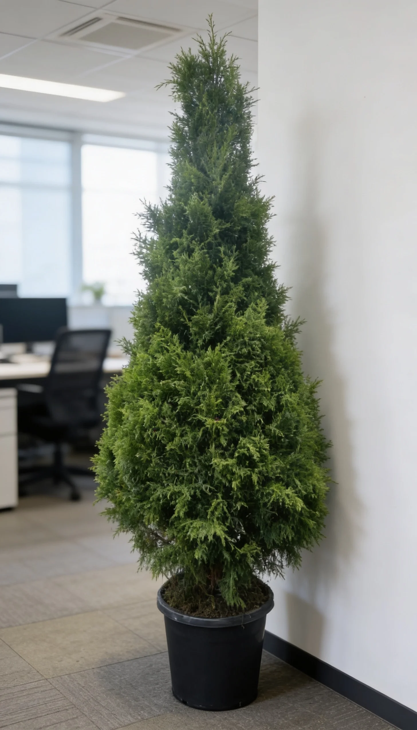 Árvore de Natal - 1,80m de altura - Imagem 2