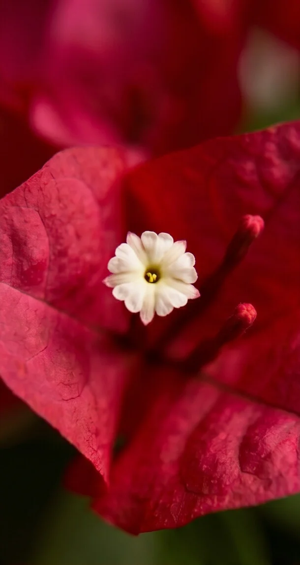 Planta Primavera - Imagem 7