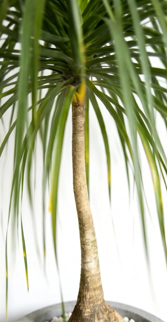 Planta Pata de Elefante - Imagem 2