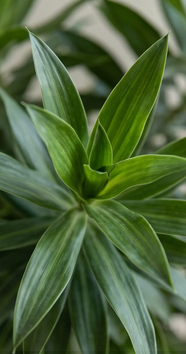 Planta Pleomele - Imagem 4