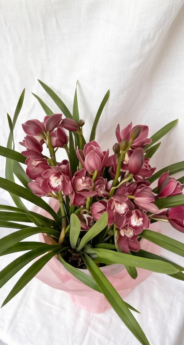 Orquídea Cymbidium Embalada no Crepom