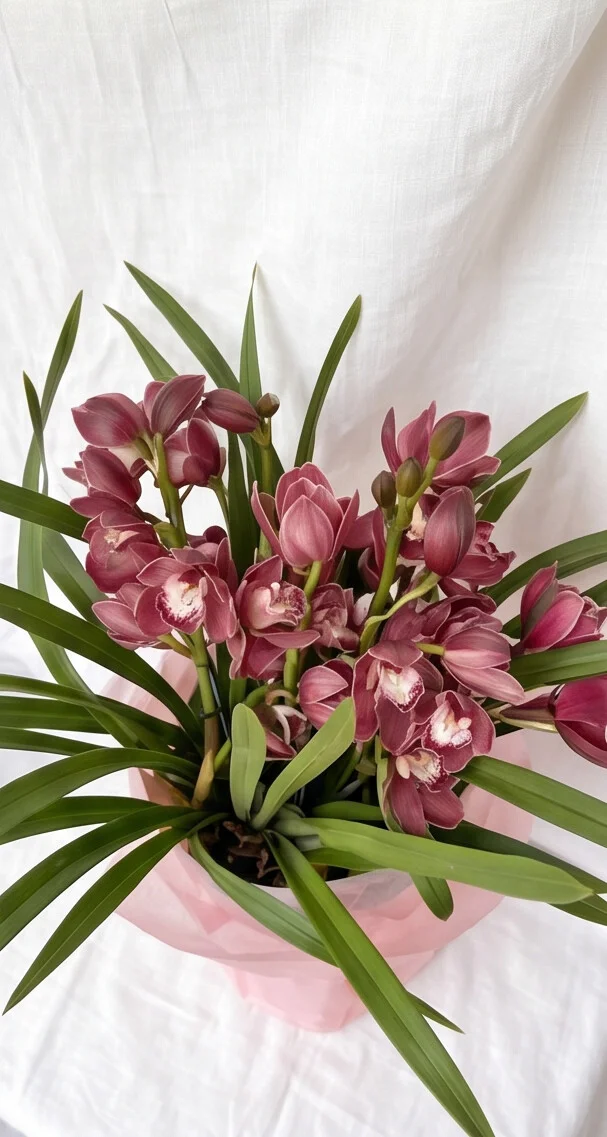 Orquídea Cymbidium Embalada no Crepom