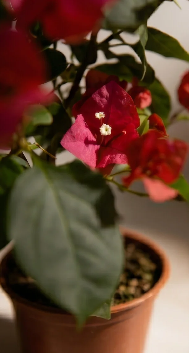 Planta Primavera - Imagem 2