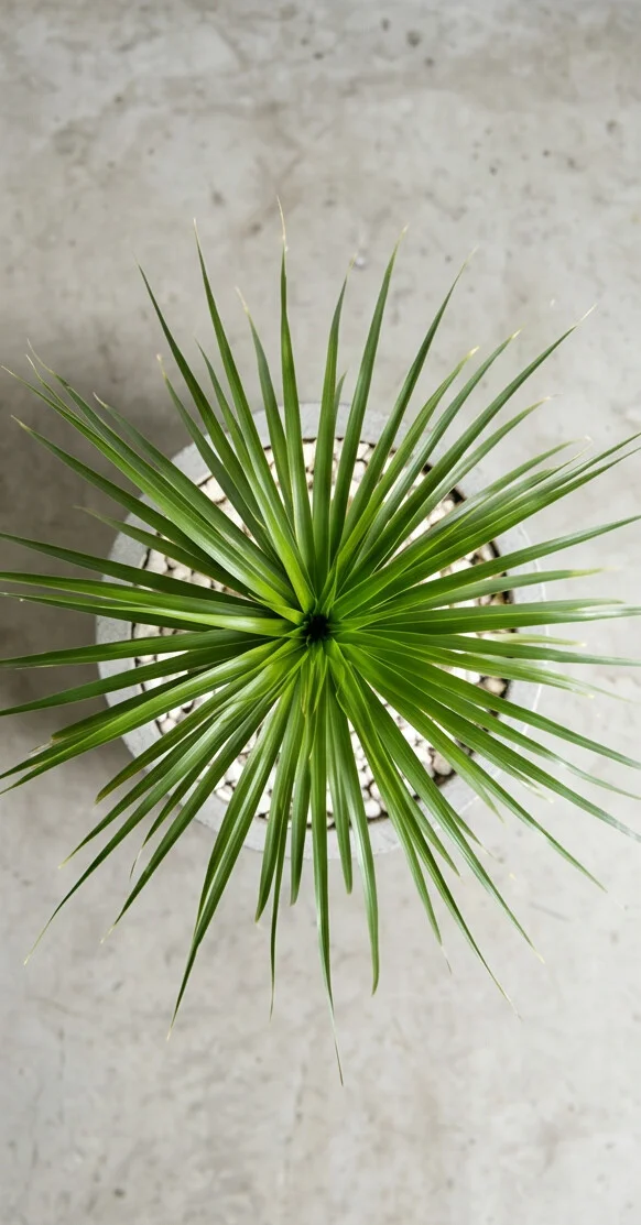 Planta Pata de Elefante - Imagem 6