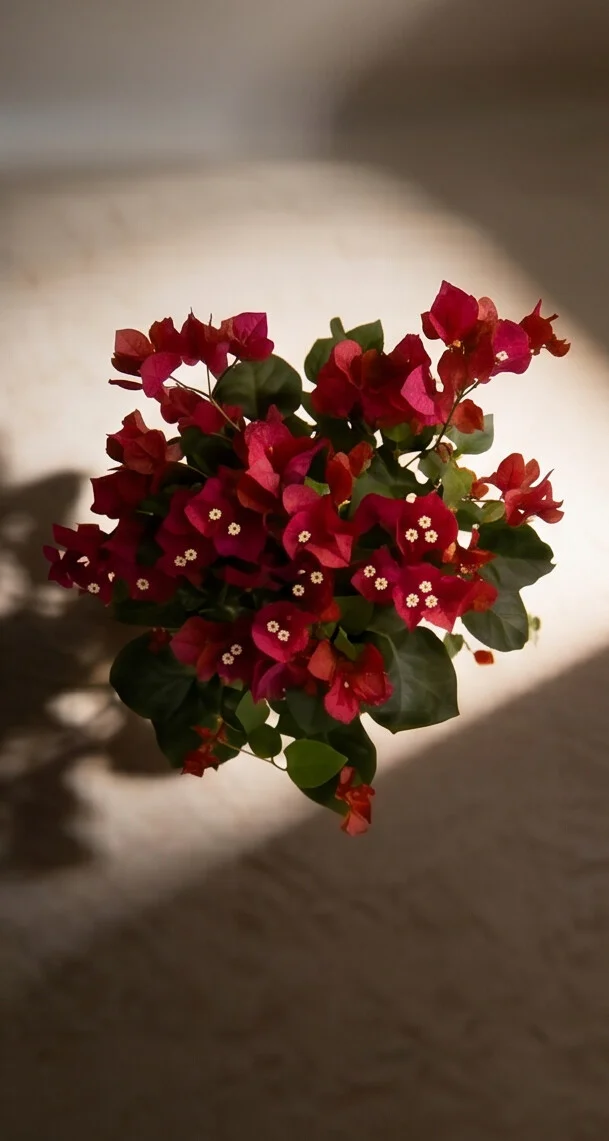 Planta Primavera - Imagem 4
