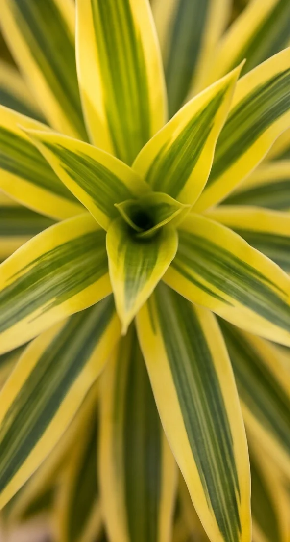Planta Pleomele Variegata - Imagem 5