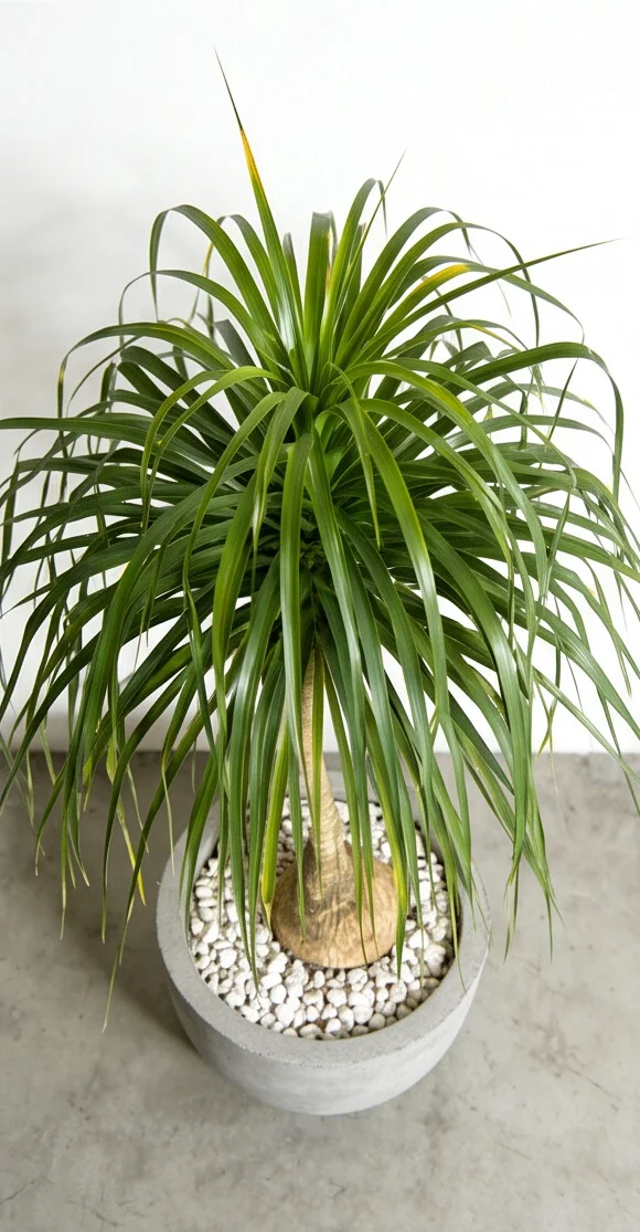 Planta Pata de Elefante - Imagem 4