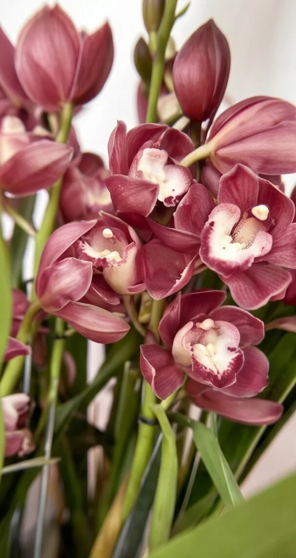 Orquídea Cymbidium Embalada no Crepom - Imagem 3