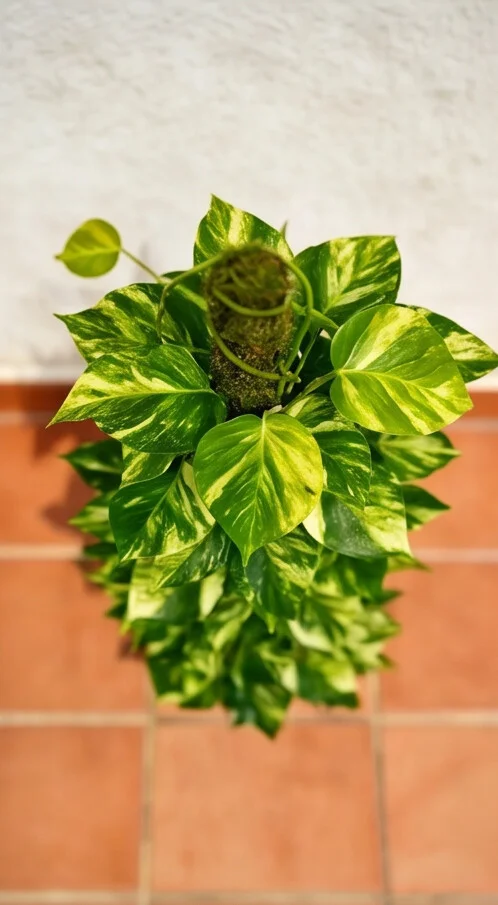 Planta Jibóia - Imagem 7