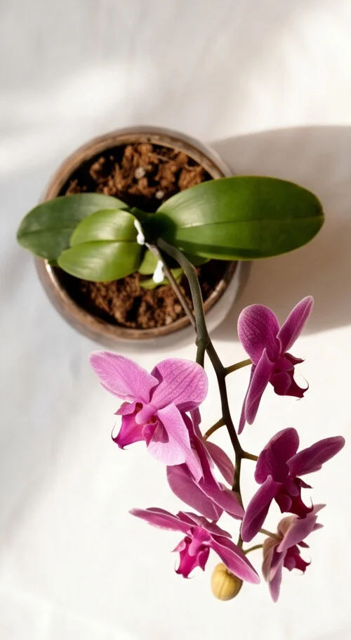Orquídea Exótica Modelo Cascata - Imagem 2
