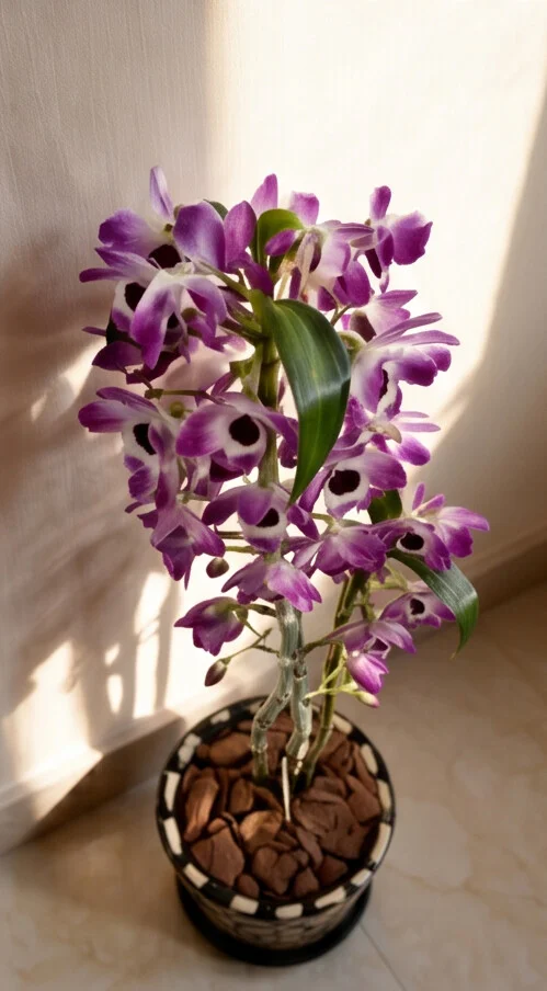 Orquídea Dendobrium no Cachepô de Madeira - Imagem 2