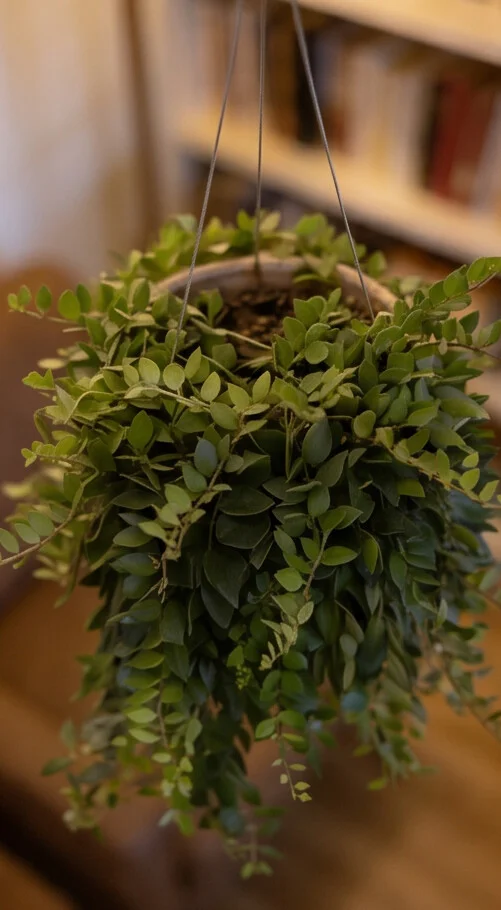 Planta Columéia - Imagem 6