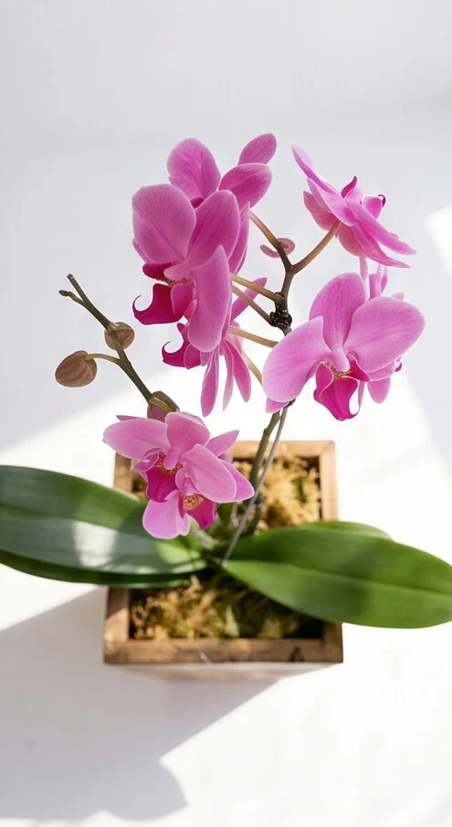Orquídeas Phalaenopsis no Cachepô de Madeira