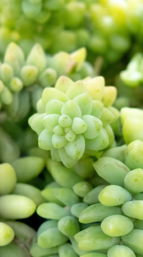 Planta Dedo de Moça - Imagem 6