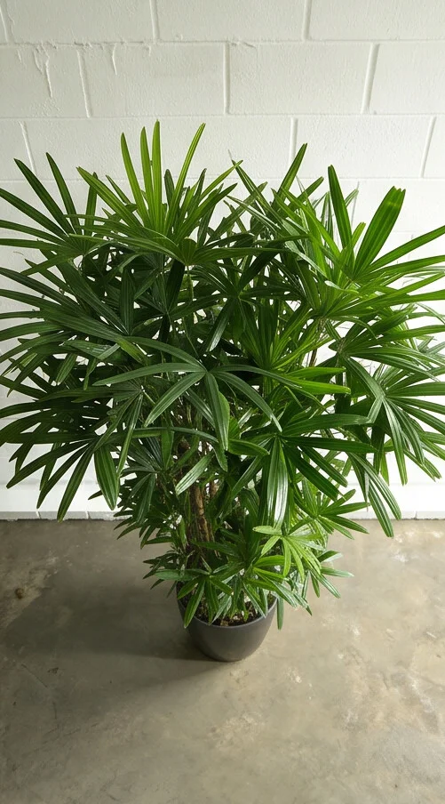Planta Ráfia