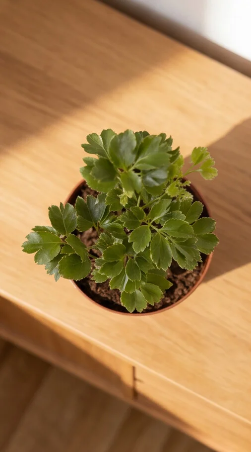 Planta Árvore da Felicidade de 1,50m - Imagem 8