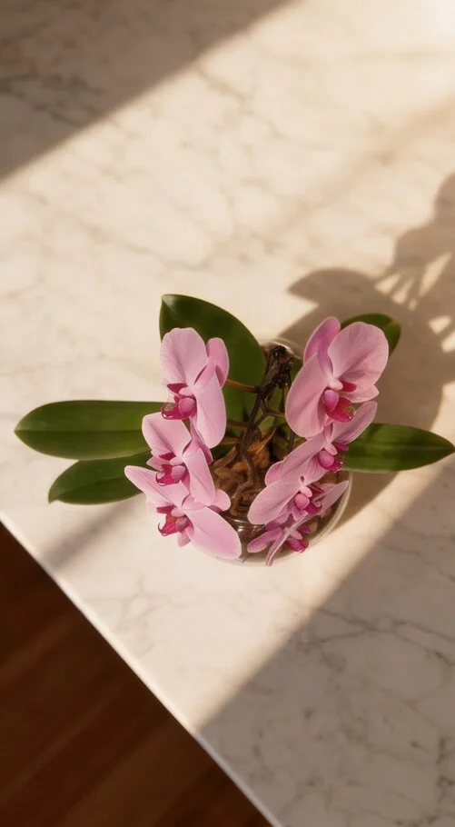 Orquídea Phalaenopsis em Aquário de Vidro - Imagem 2