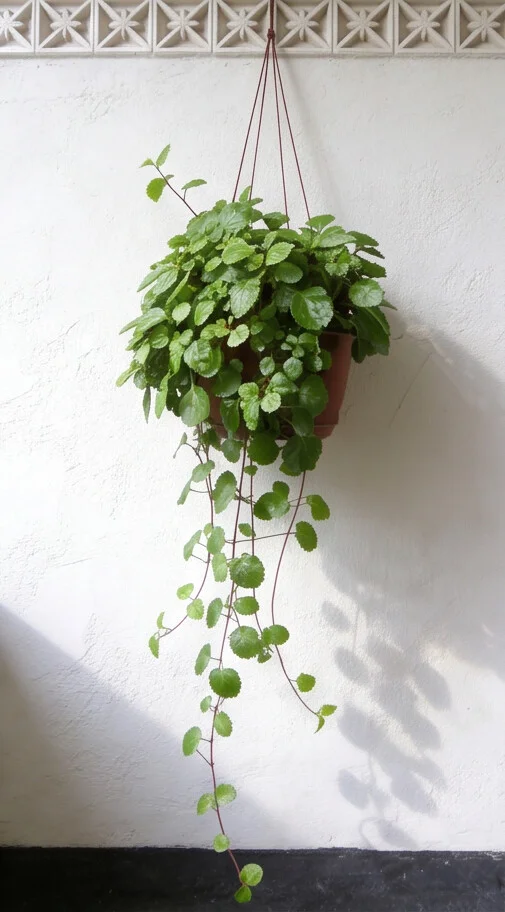 Planta Dólar - Imagem 3