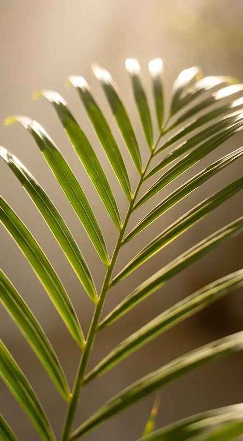 Palmeira Areca - Imagem 3