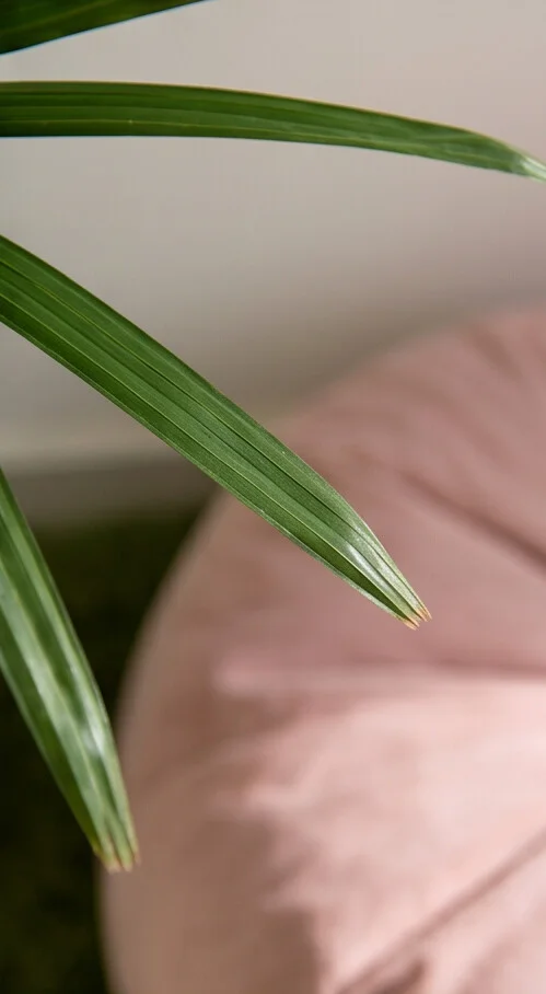 A Palmeira Ráfia 160cm - Imagem 9