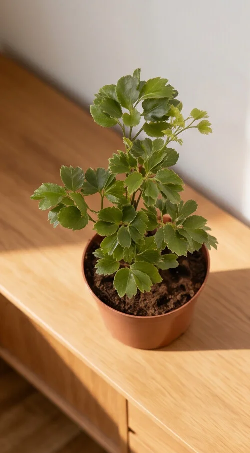 Planta Árvore da Felicidade de 1,50m - Imagem 5