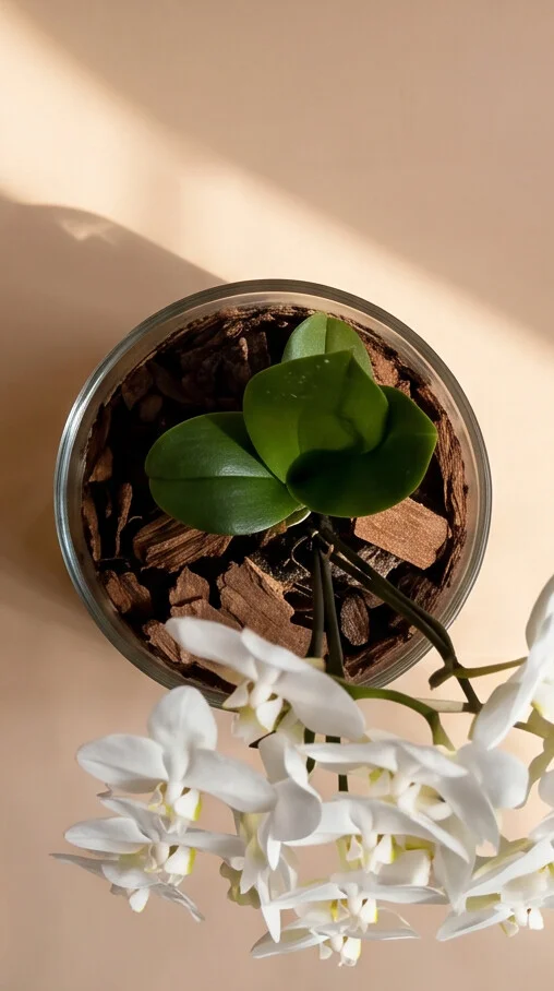 Orquídea com 3 Hastes - Imagem 5