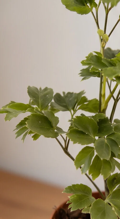 Planta Árvore da Felicidade de 1,50m - Imagem 4
