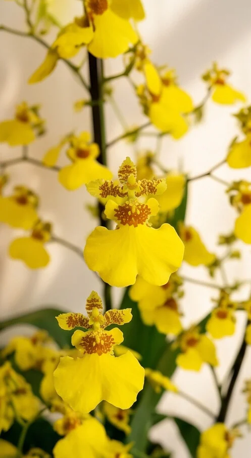 Orquídea Chuva de Ouro no Aquário de Vidro - Imagem 5