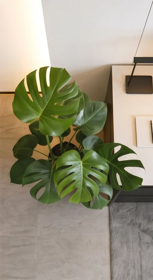 Planta Costela de Adão - Imagem 6