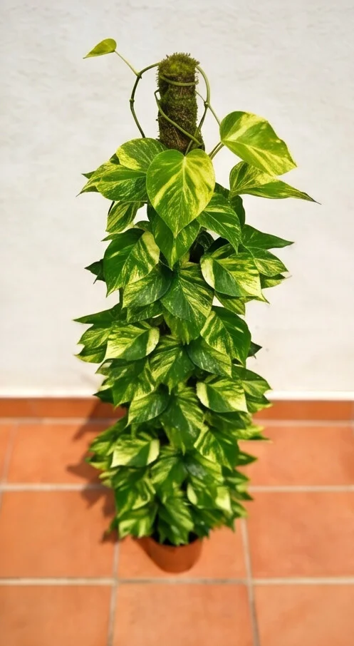 Planta Jibóia - Imagem 3