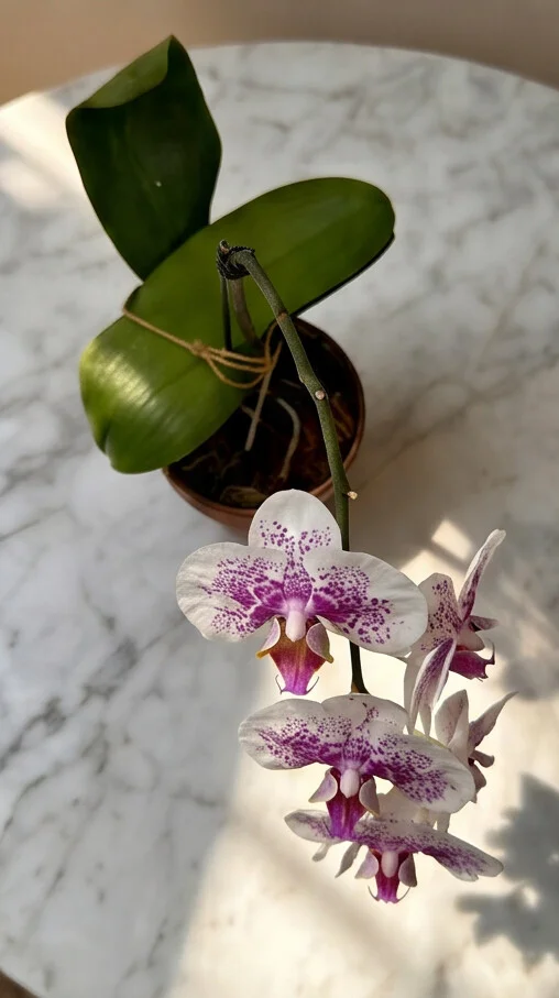 Orquídea Exótica com Áster - Imagem 3