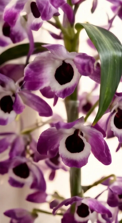 Orquídea Dendobrium no Cachepô de Madeira - Imagem 3