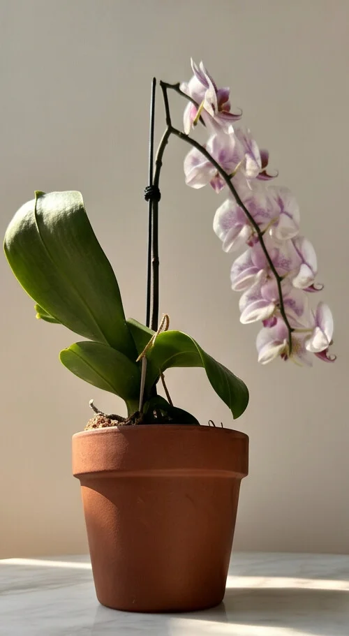 Orquídea Exótica com Áster - Imagem 2